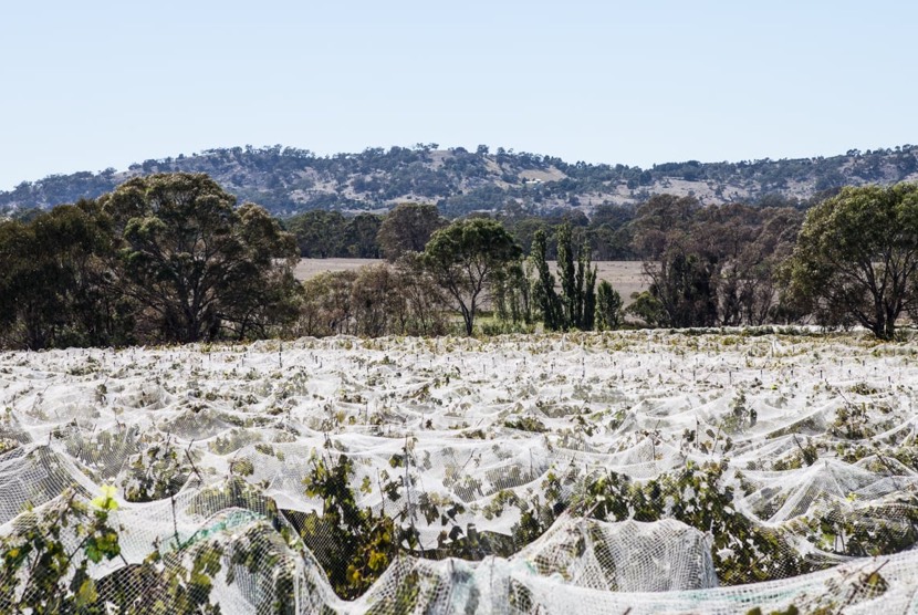 Winemaking3